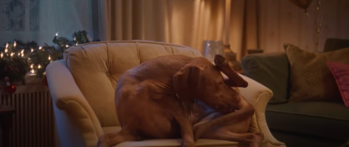 Cette publicité canadienne nous rappelle que les animaux ne connaissent pas les gestes barrières