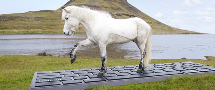 En Islande, des chevaux répondent à vos mails pros