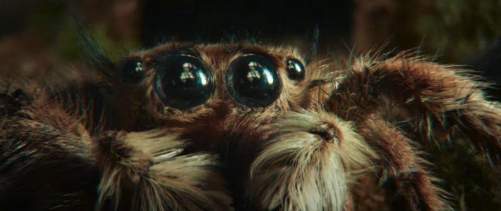 L’incroyable histoire d’amour entre une araignée et un smartphone Samsung